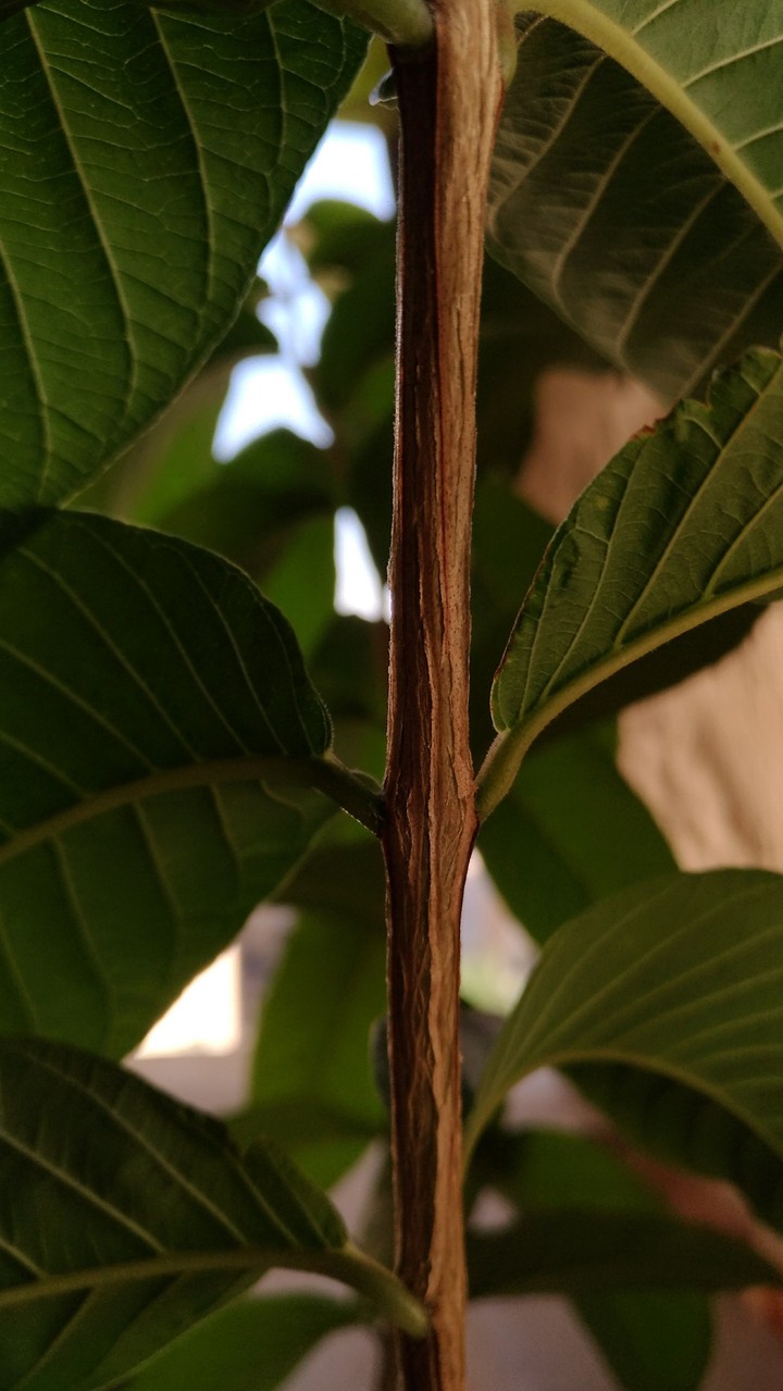 plant
