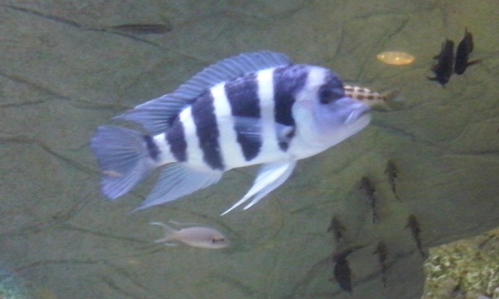rybka