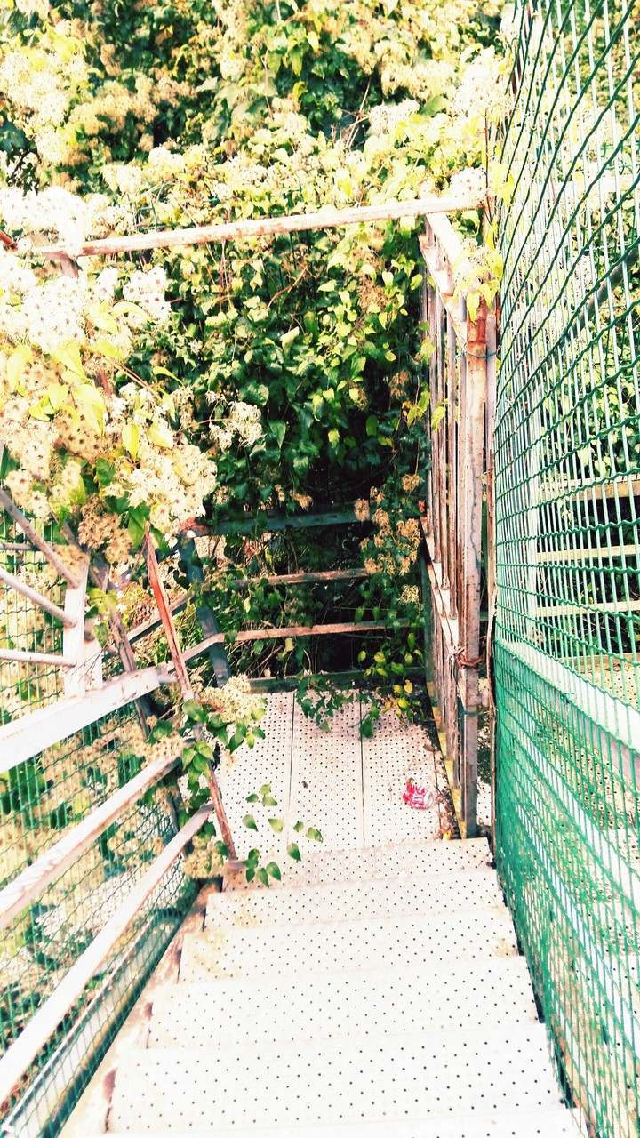 Scary beautiful path