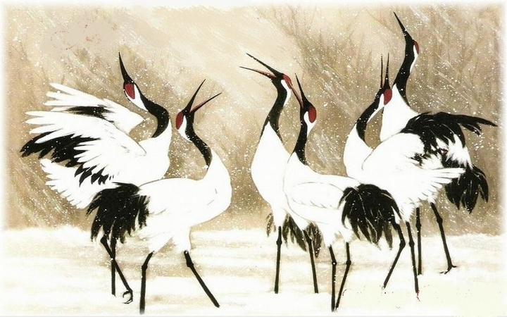White Cranes dancing in winter