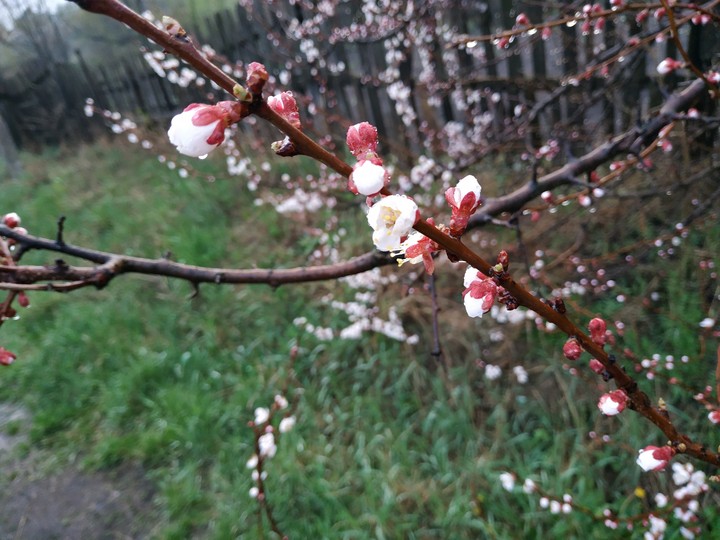 Spring. Весна