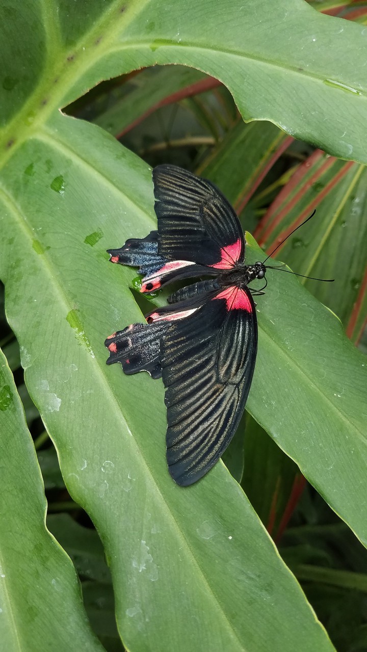 butterfly