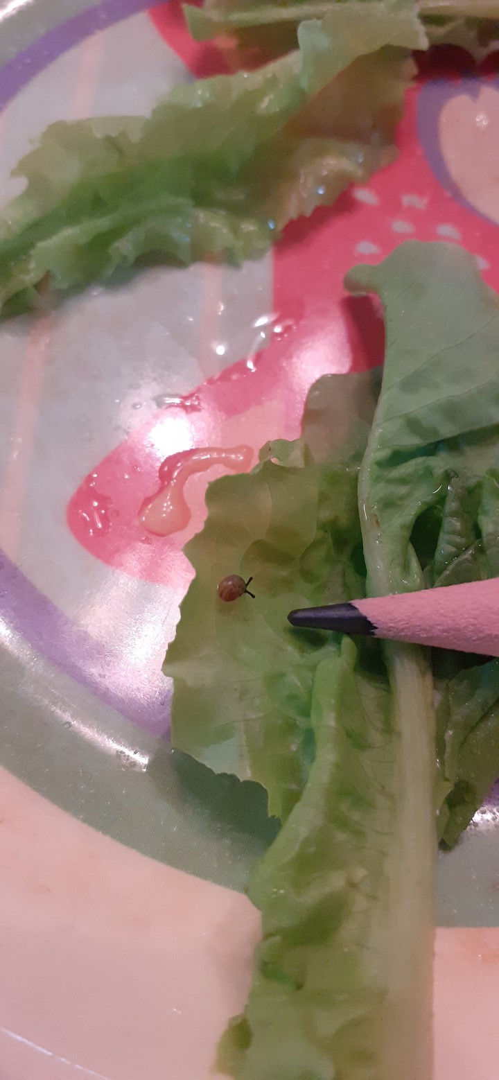 달팽이