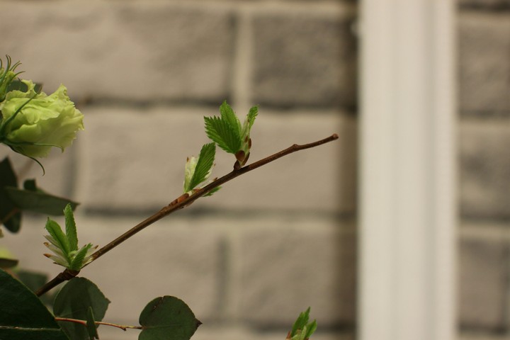 spring