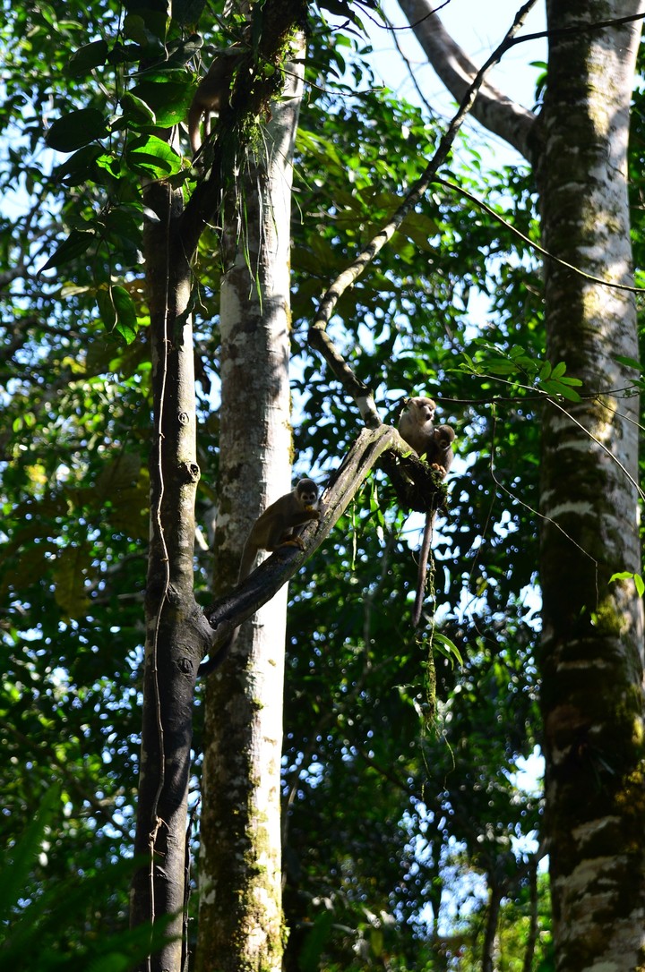monkey