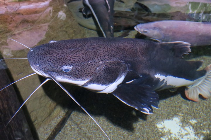 Pairi Daiza