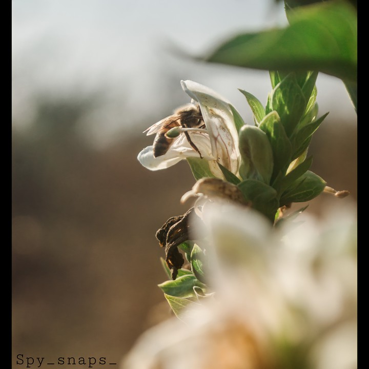 bee