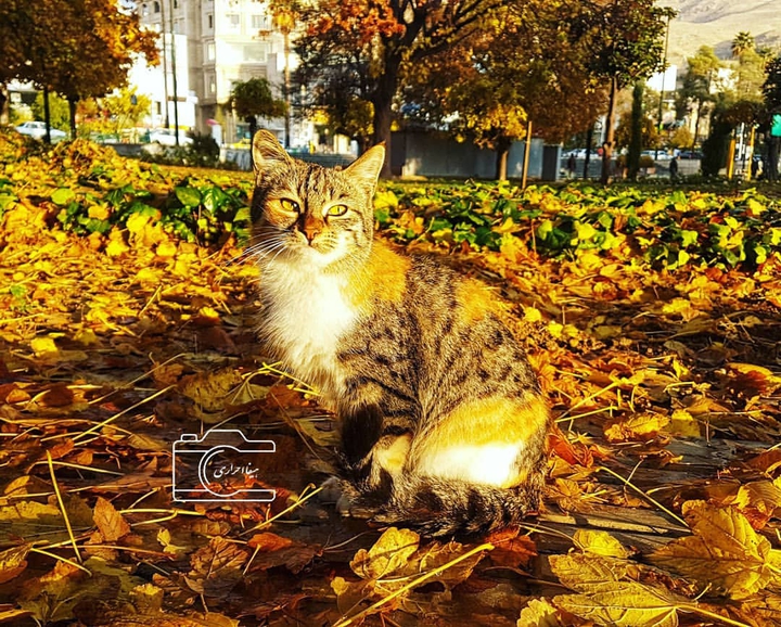cat