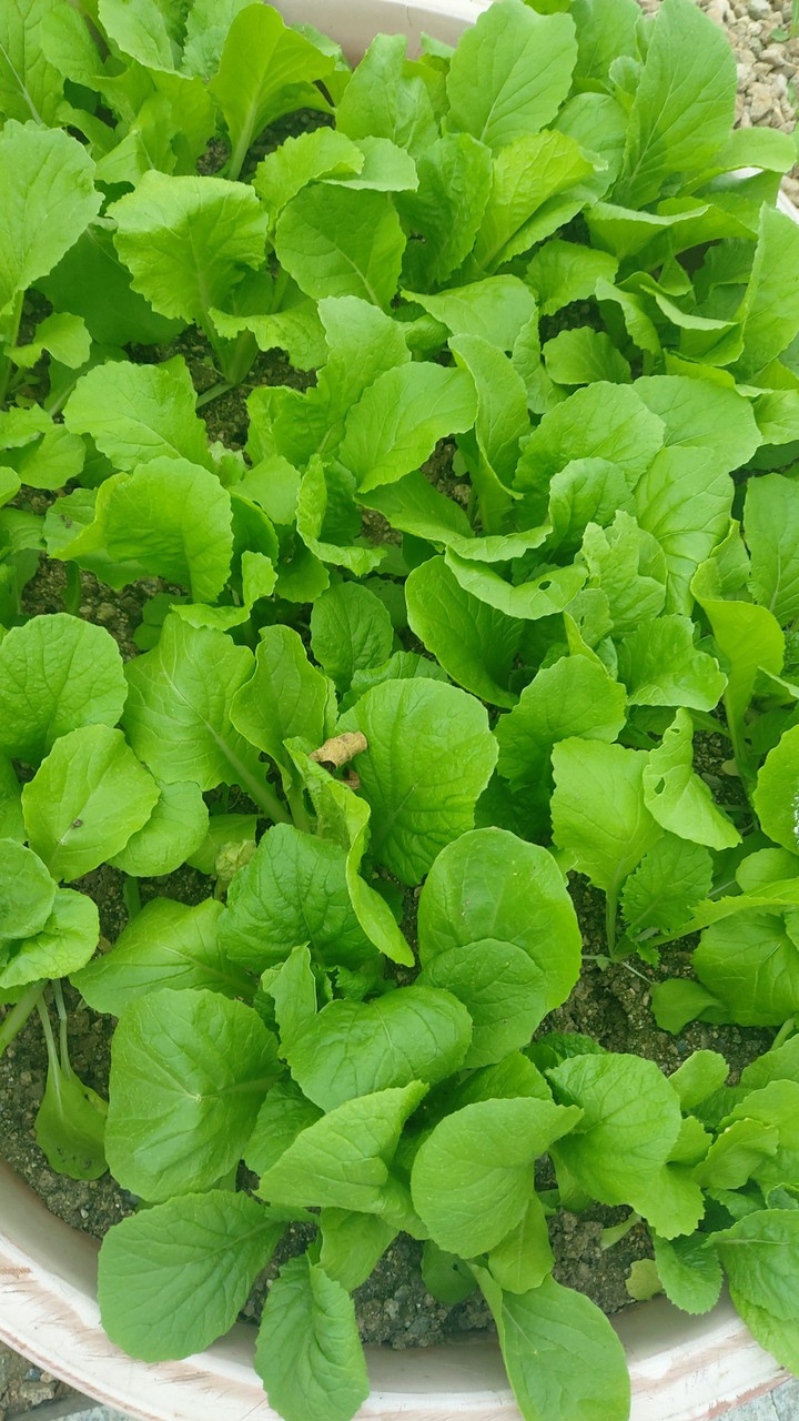 배추