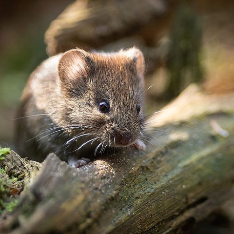 rodent, pest háttérképek