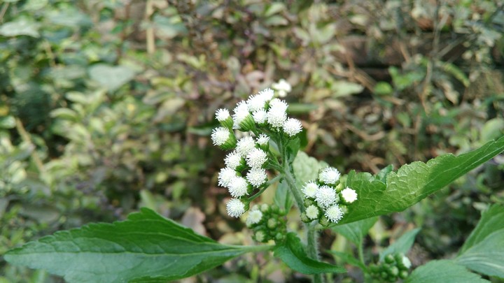 White Flowers