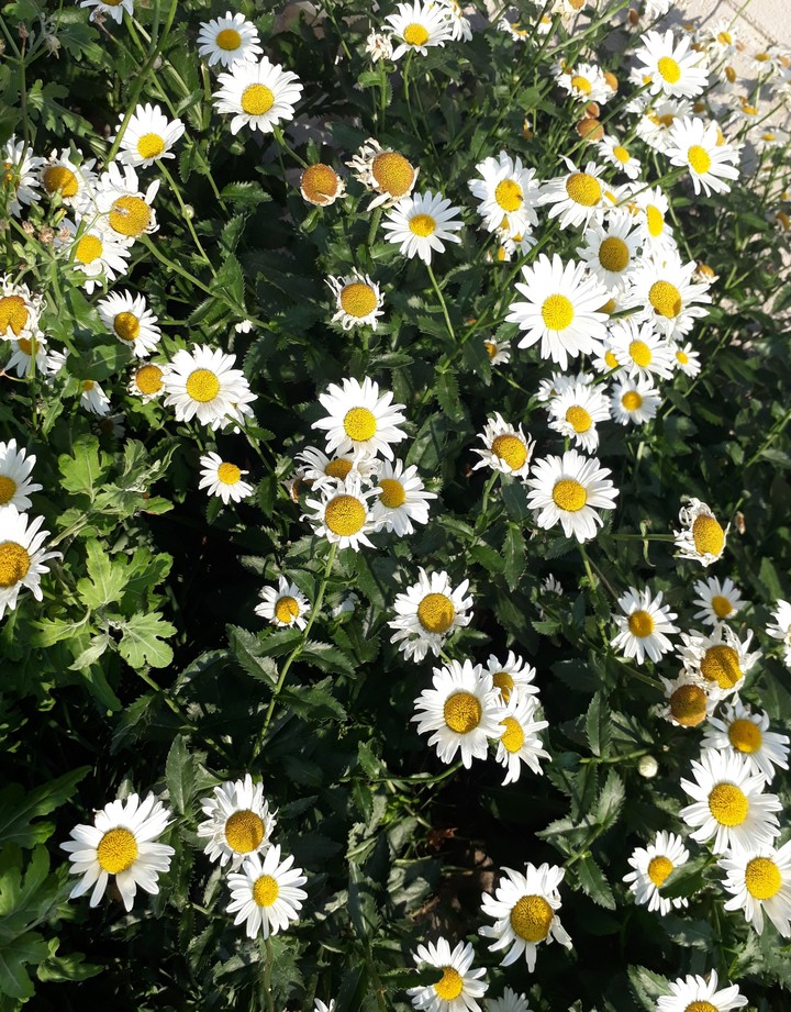 daisy???