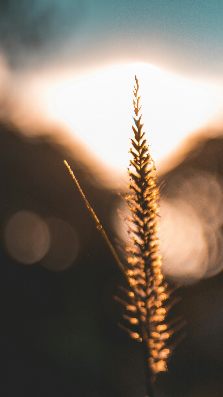 HAY Grass, sunset time.