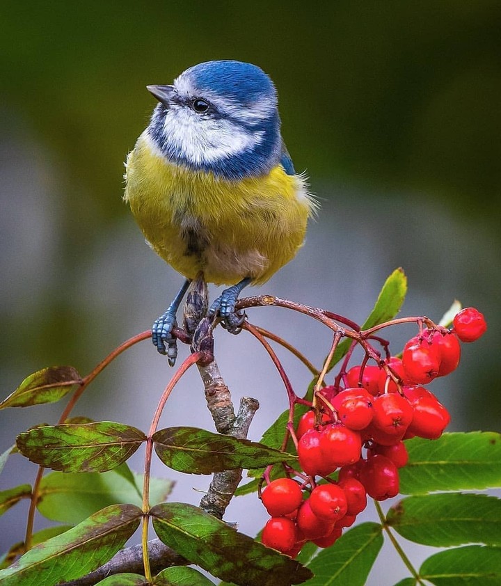 bird