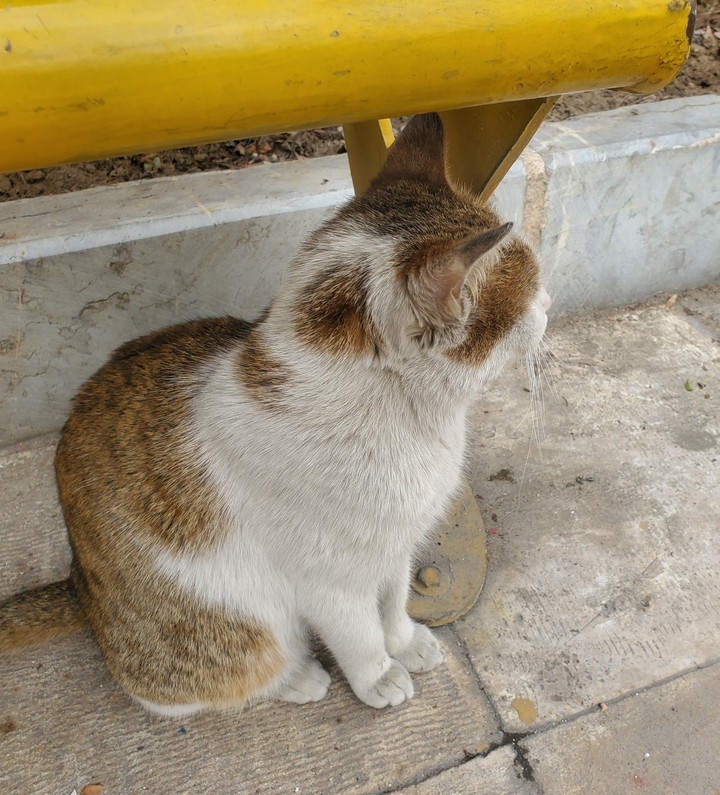 alone cat