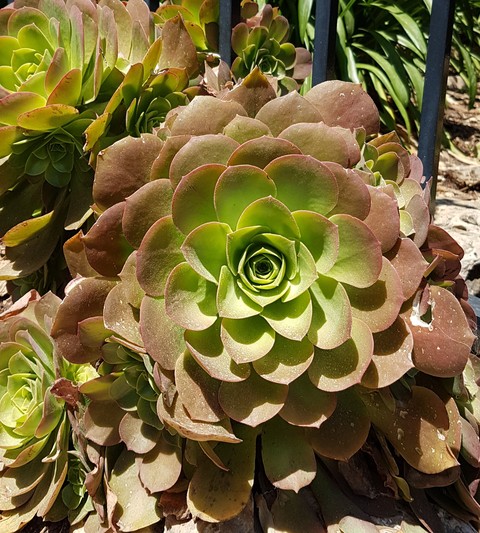 Bahai gardens