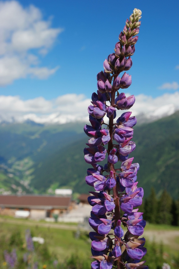 lupinie