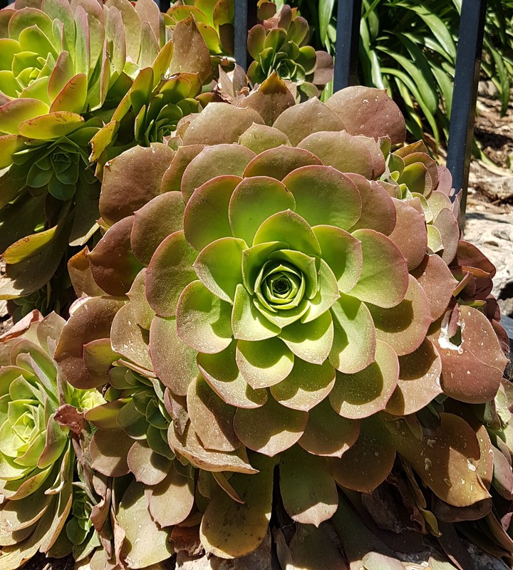 Bahai gardens