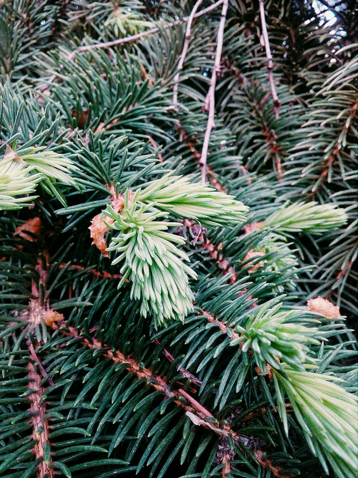 tree