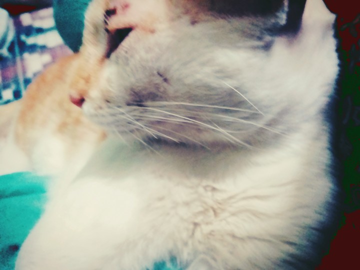 cat