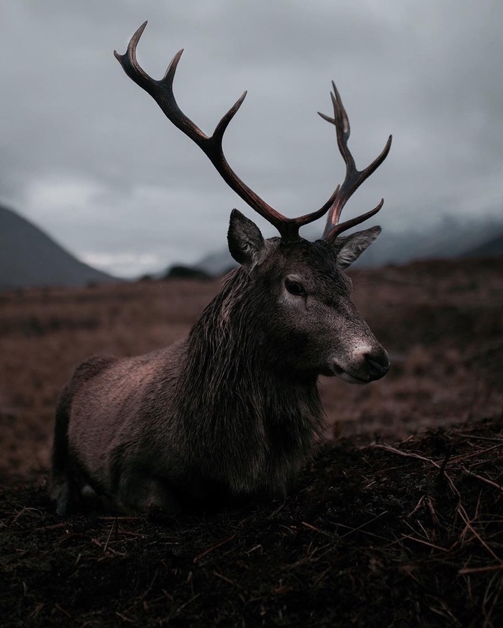deer, Norway
