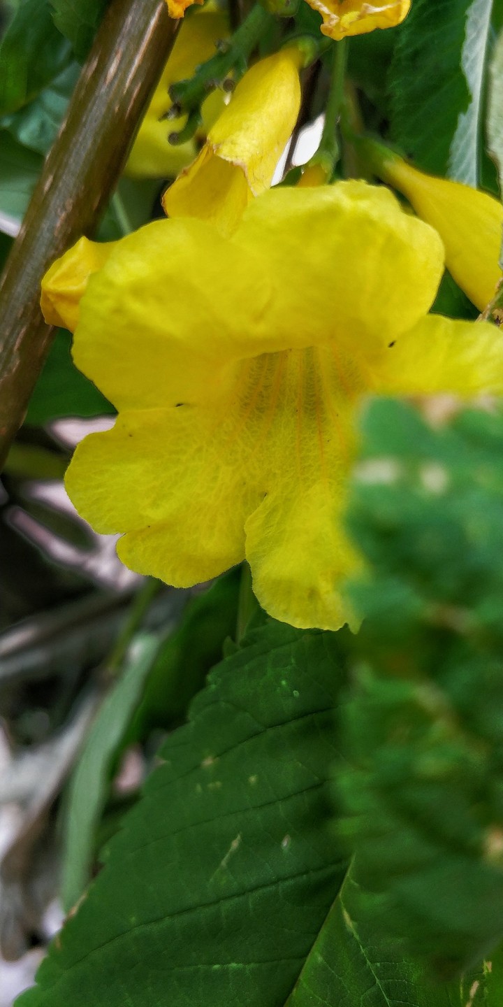 Yellow Flower