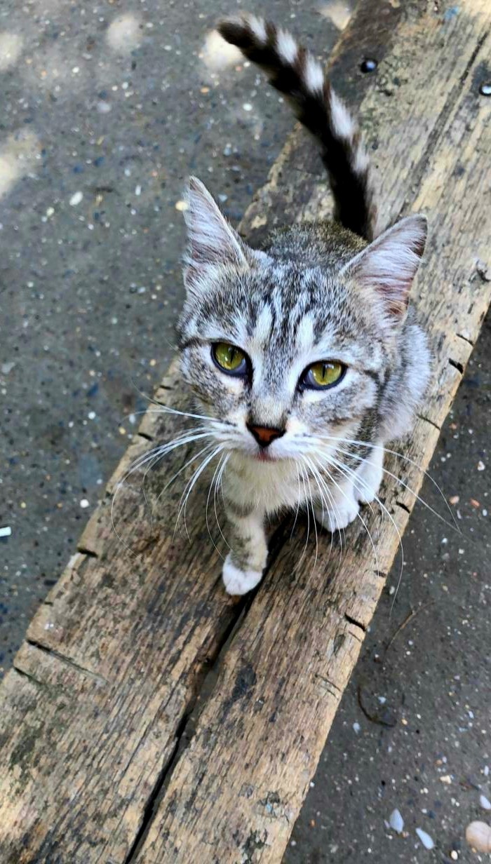 Kitty with beautiful eyes