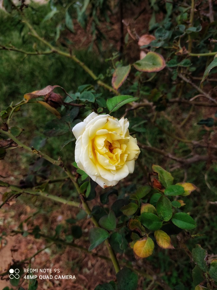 flower ?