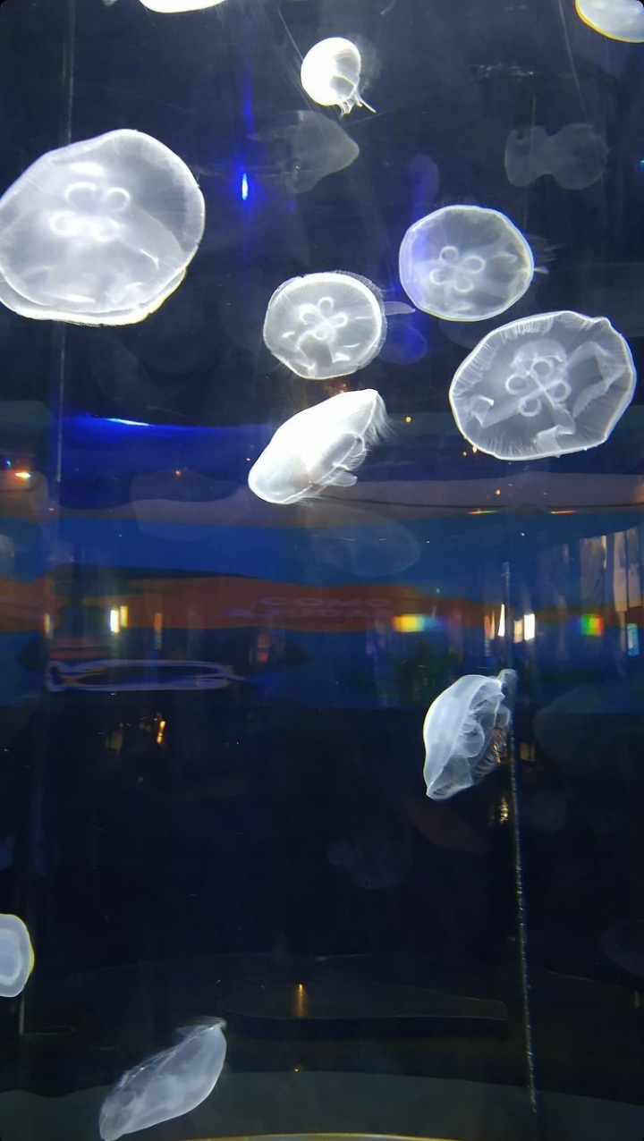 Jellyfishs