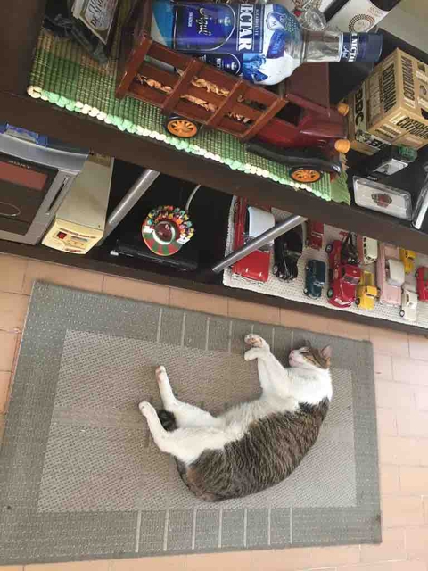 Ingrato Gato