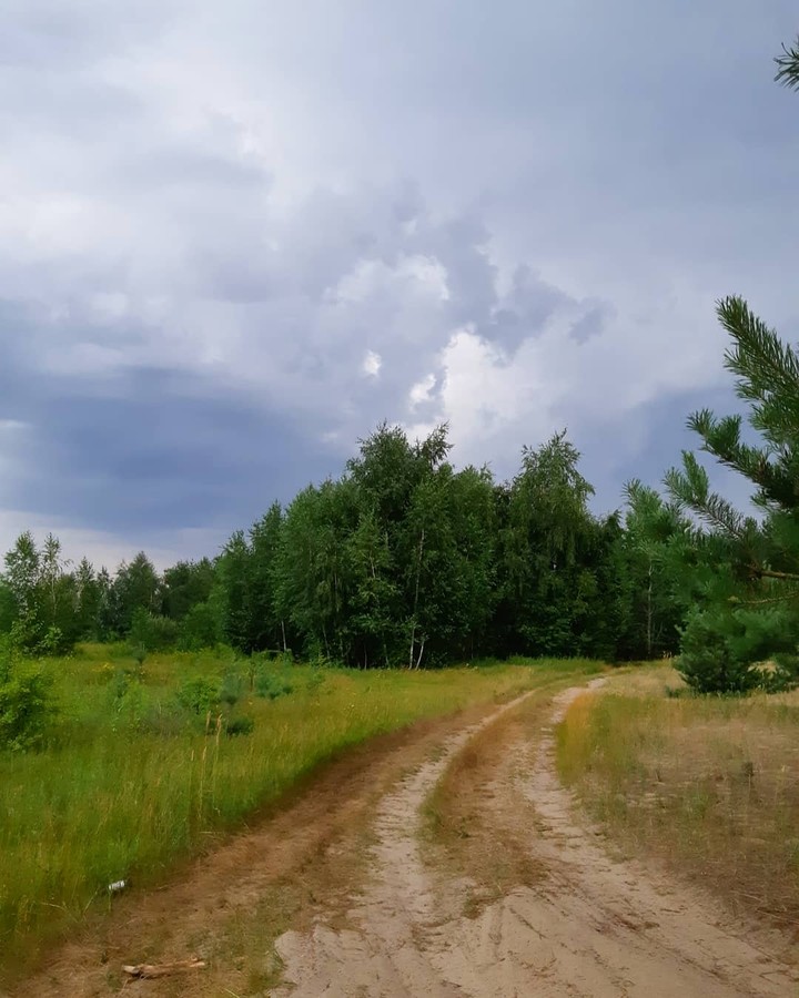 лес дорога