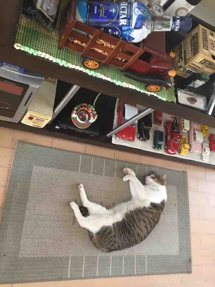 Ingrato Gato