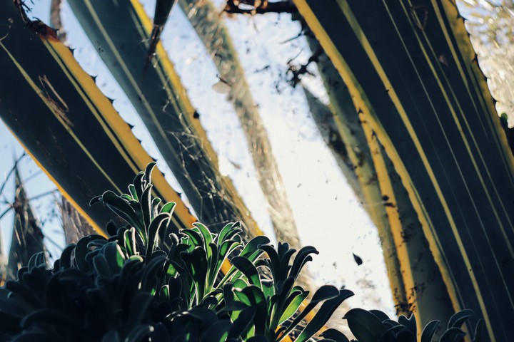 green world