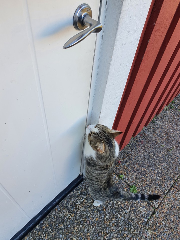 Please let me in.