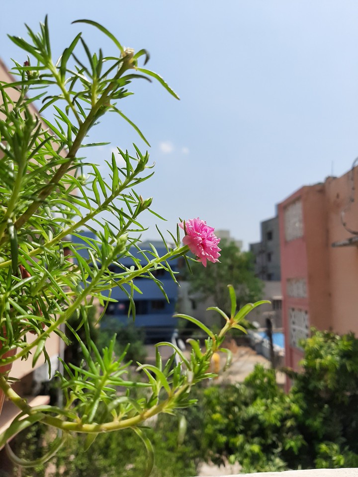 nature beauty