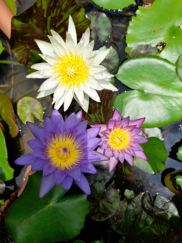 flowers