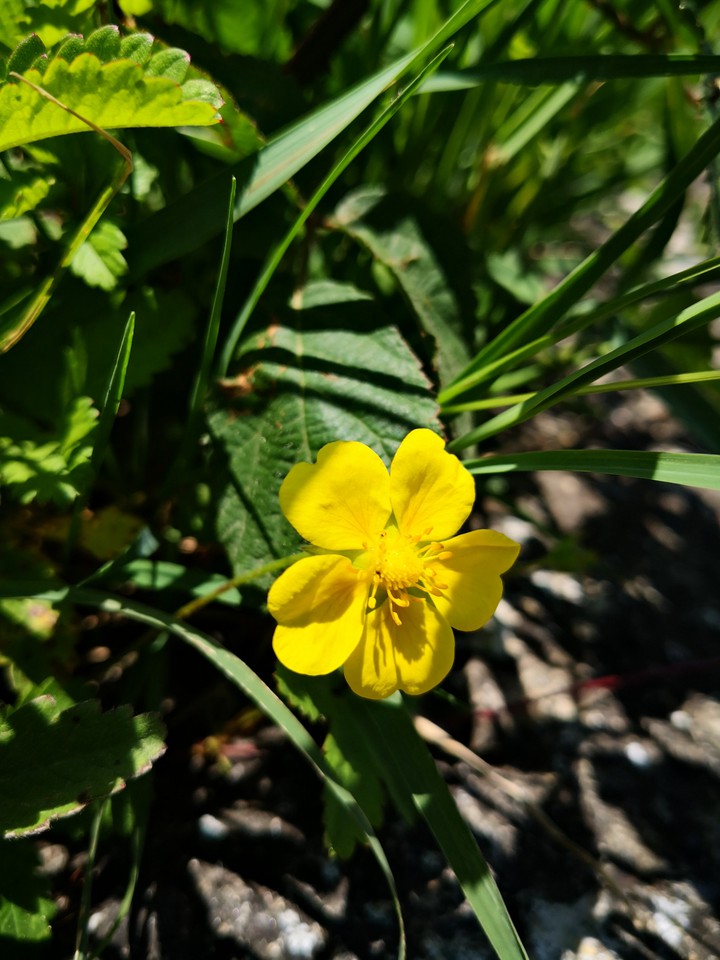 Natura