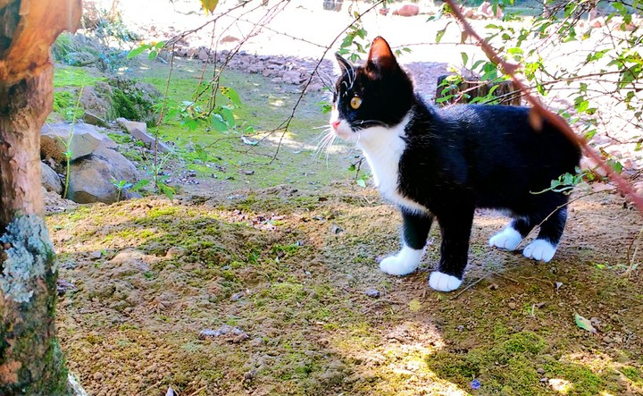 may cat