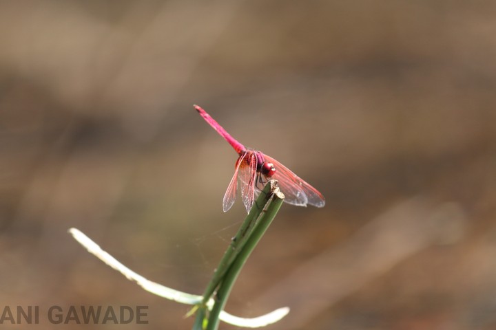 dragon fly