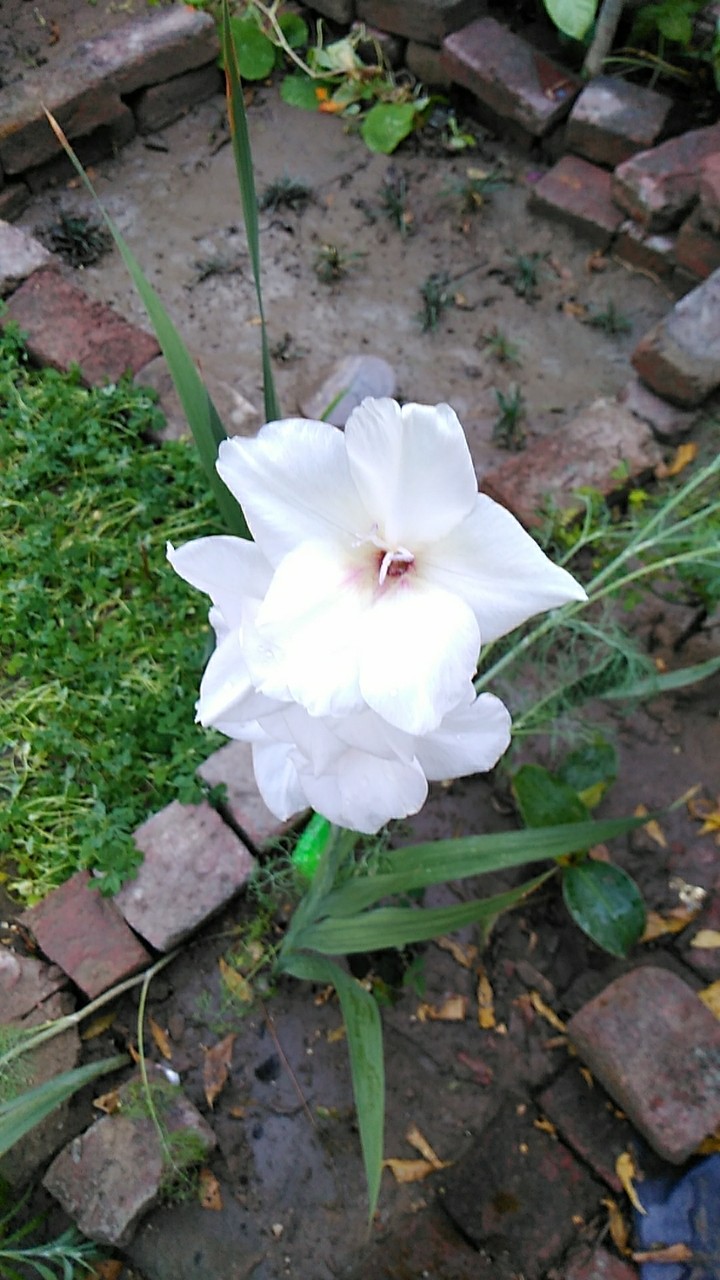 gladiolus flowers