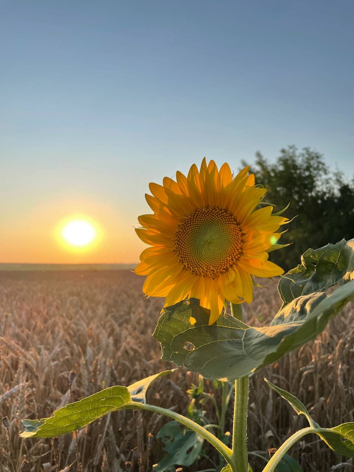 sunflower