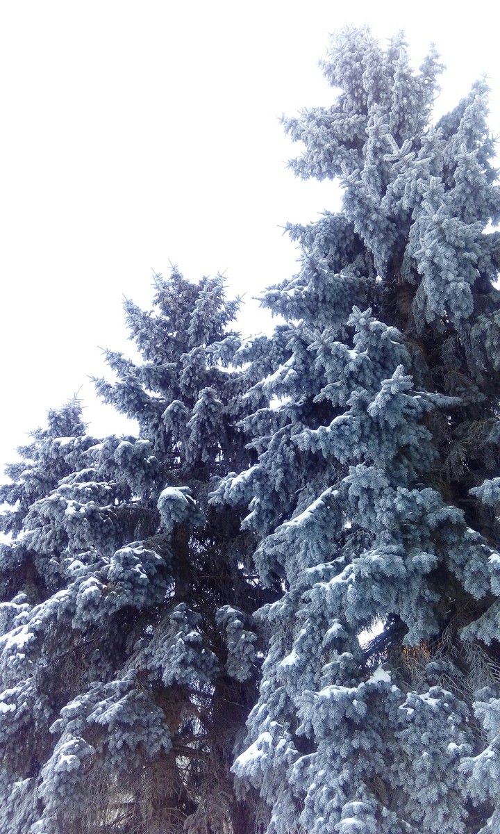 голубая ель