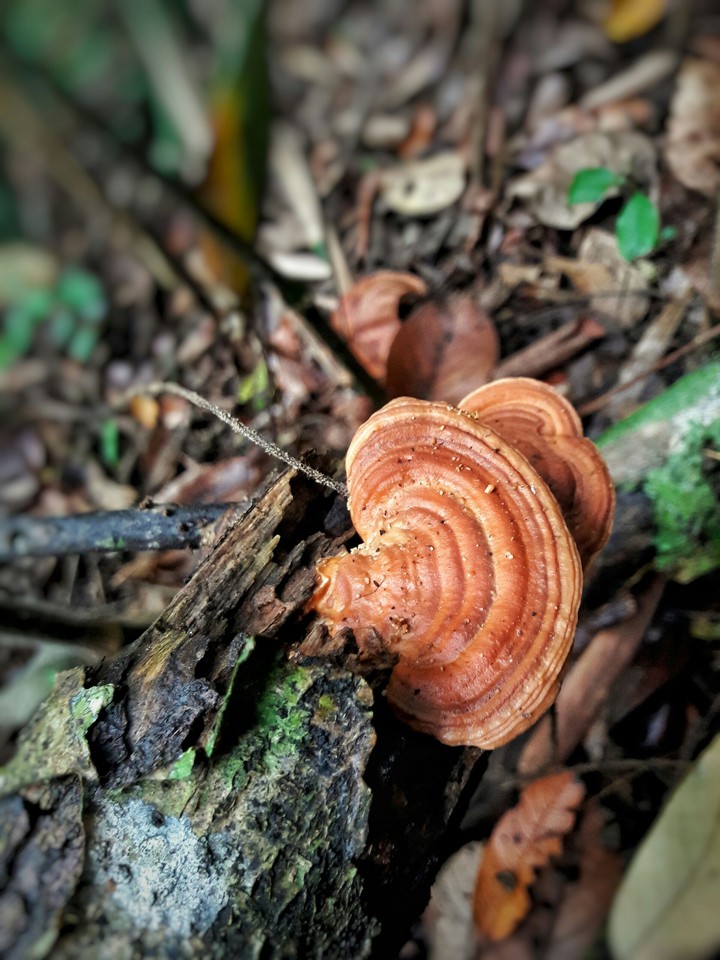 Mushroom 