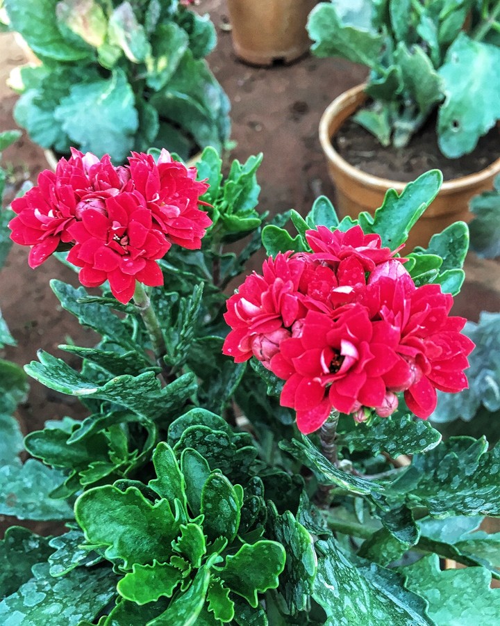 Flowers