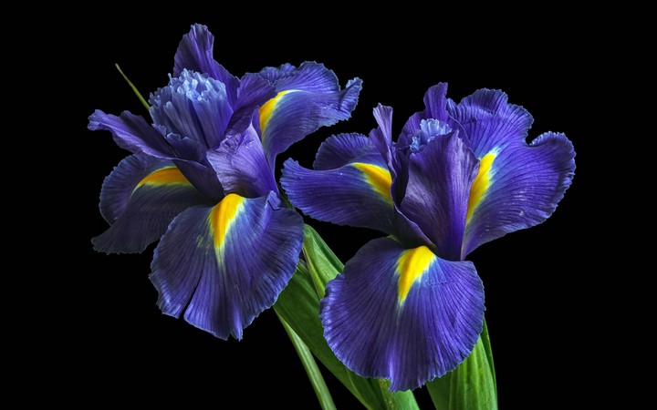 Two irises