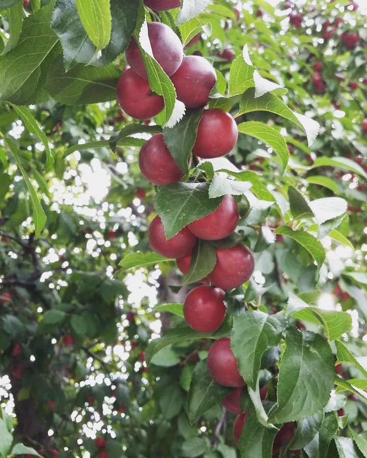 Red wax cherry fruit