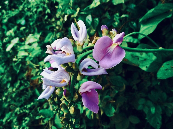 flora