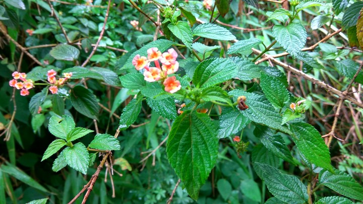 beautiful plant