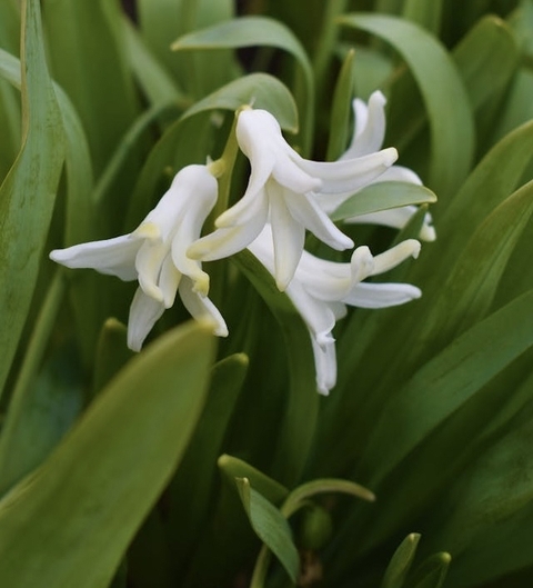 hình nền tuberose, petal