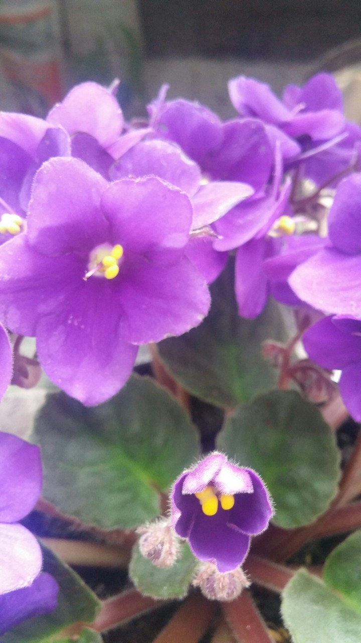 violeta